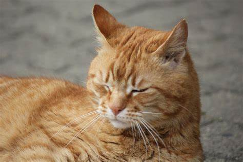 猫版药神为什么错了？